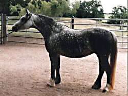Bristol Serafina posing in-hand showing her near side